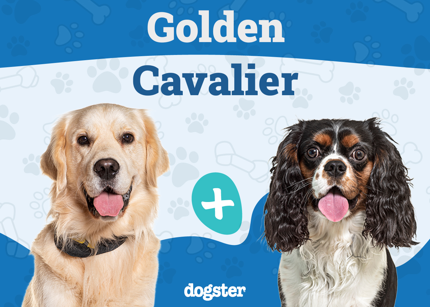 Golden Cavalier: Info, Pictures, Care & More