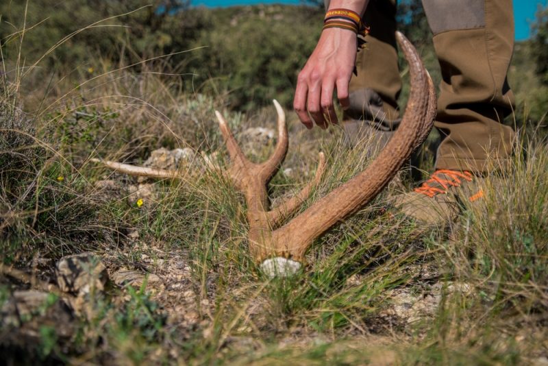 Hand-picking-up-a-deer-antler