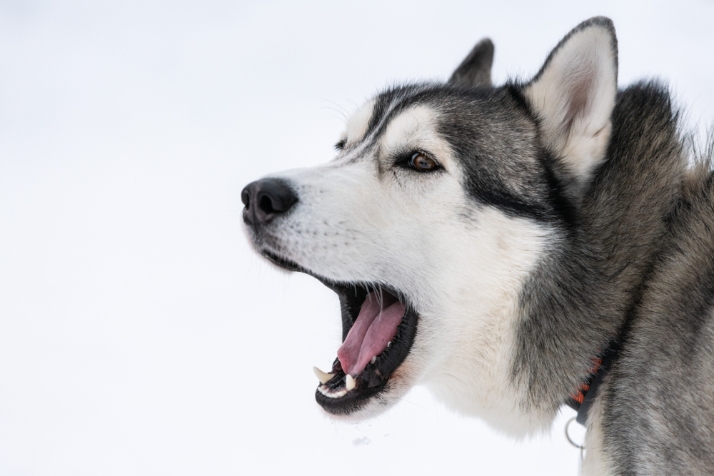 Husky dog barking winter snowy background