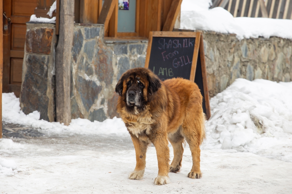 Leonberger dog standing on the street in winter