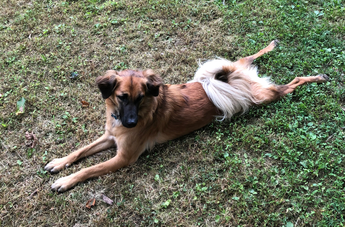 Weird Quirks My Dogs Have: Splooting, Digging & More