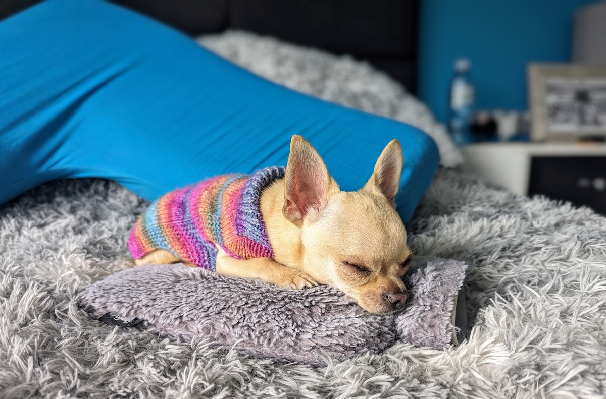 Ned the Helpless: Dr. Karyn's Quintessential Chihuahua (With Video)