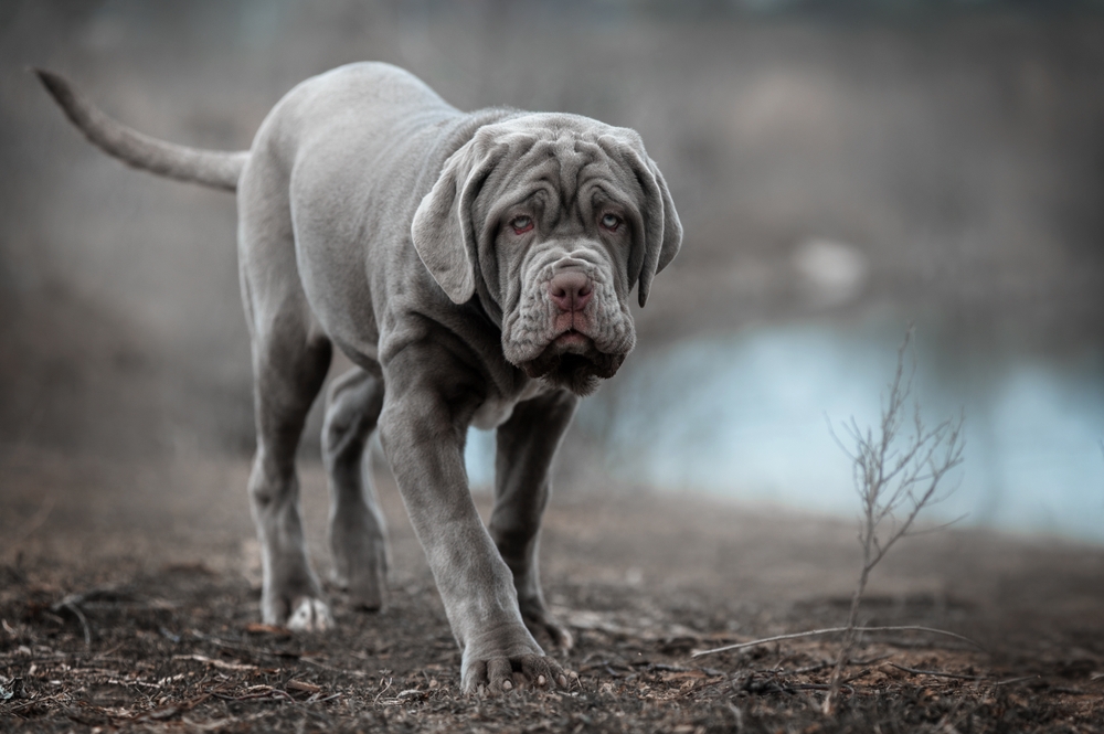 Neopolitan Mastiff puppy walking outdoor