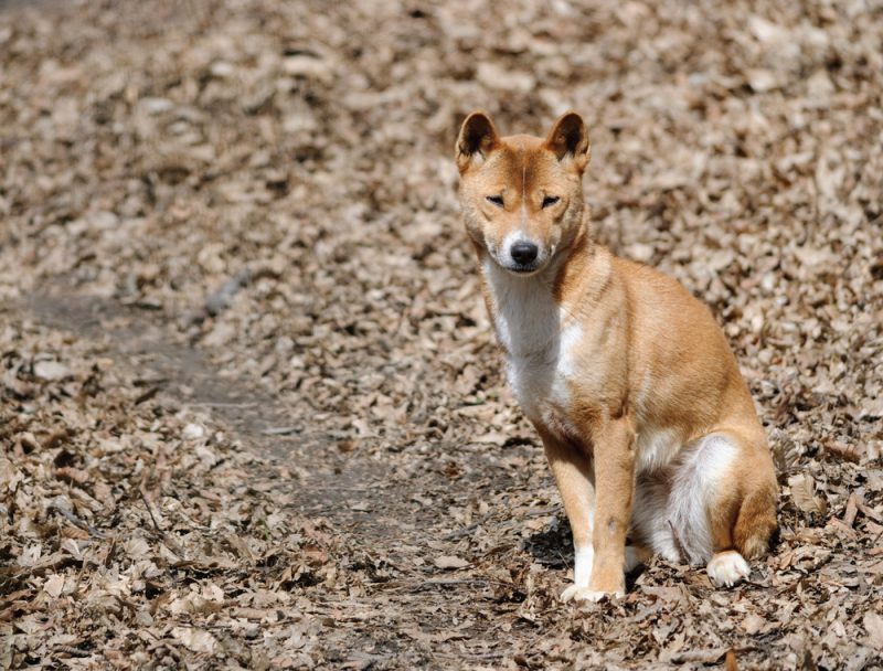 New Guinea Singing Dog