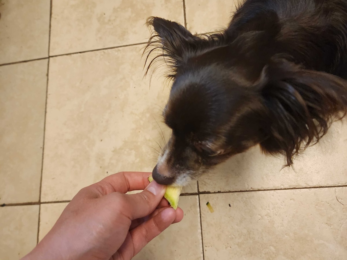 Dog-Safe Human Foods: All the Foods Penny Loves & the One She Hates