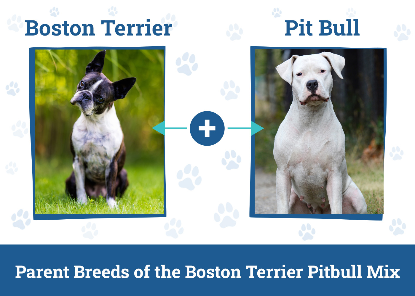 Parent Breeds of the Boston Terrier Pitbull Mix