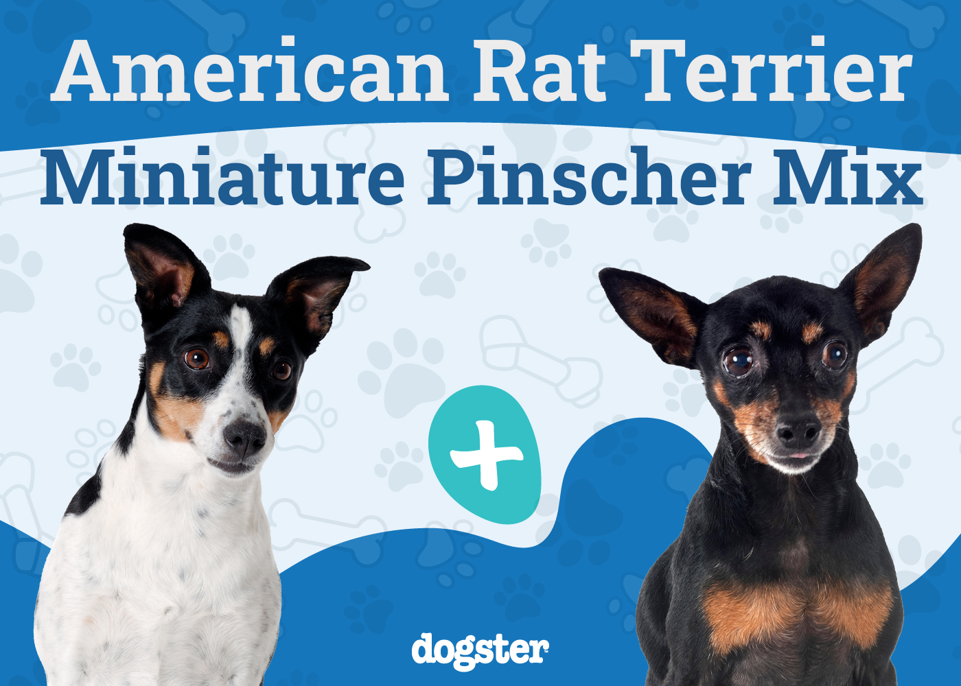 American Rat Pinscher Dog Breed: Info, Pictures, Care, & Facts
