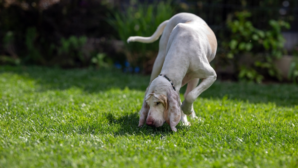 How to Train a Dog to Track: 7 Vet Approved Scent Work Tips & Tricks