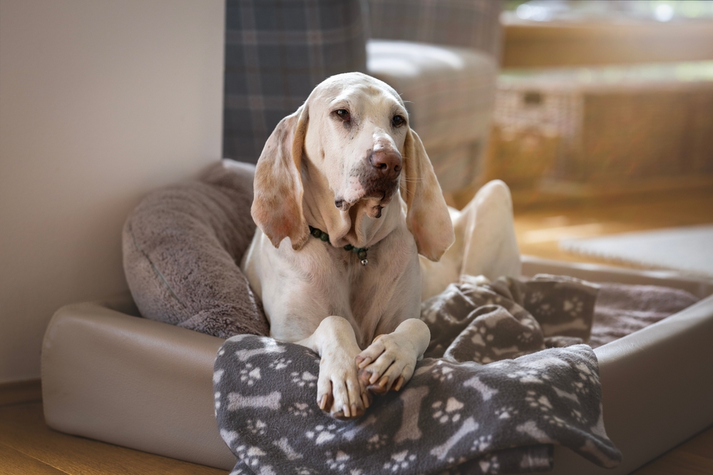 Porcelaine Dog Breed: Info, Pictures, Care, & Facts