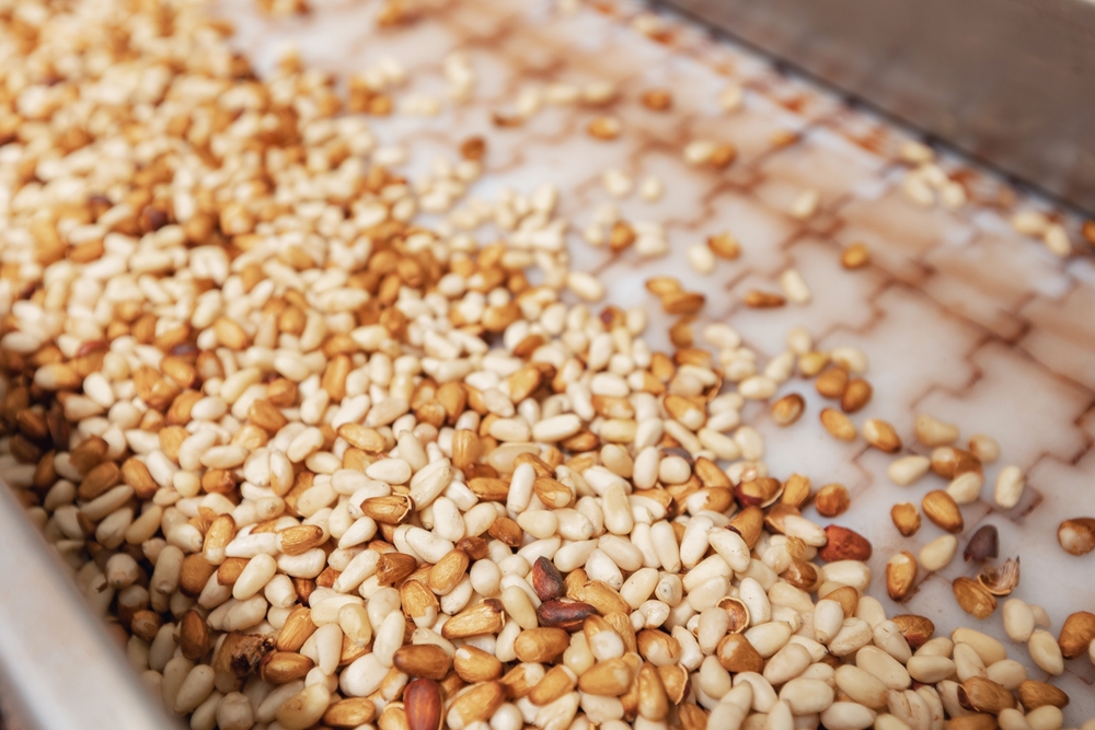 Raw ripe fresh brown pine nuts without shell on conveyor