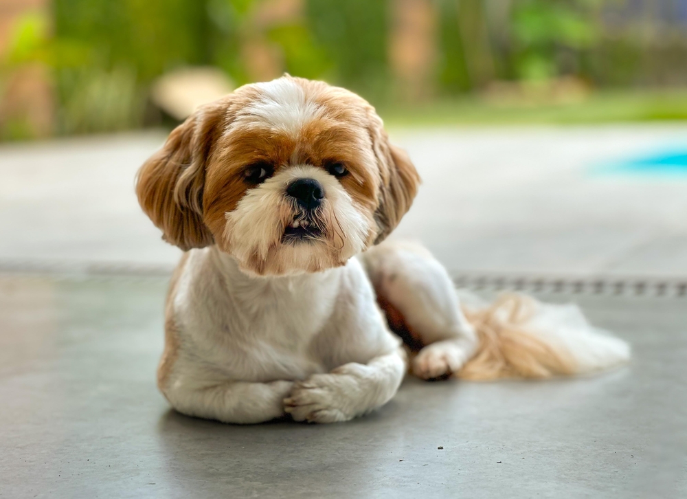 Can I Leave My Shih Tzu Alone? Vet-Approved Facts & Training Tips