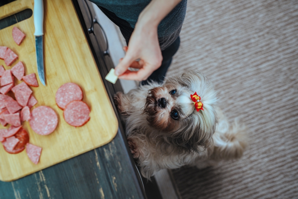 Why Is My Dog Stealing Food? 5 Vet-Verified Reasons