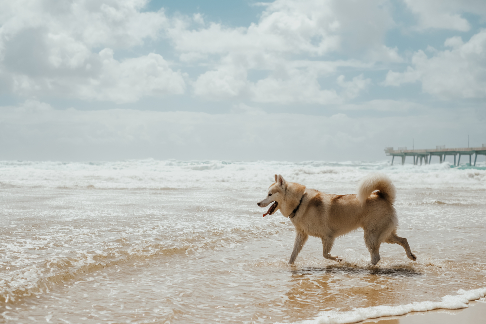 Top 14 Dog-Friendly Beaches in Ontario: Off-Leash & On-Leash Places to Go