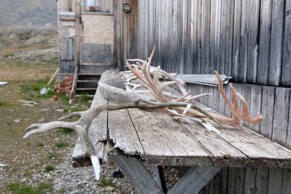 Are Antlers Good for Dogs? Vet-Reviewed Facts & Safety