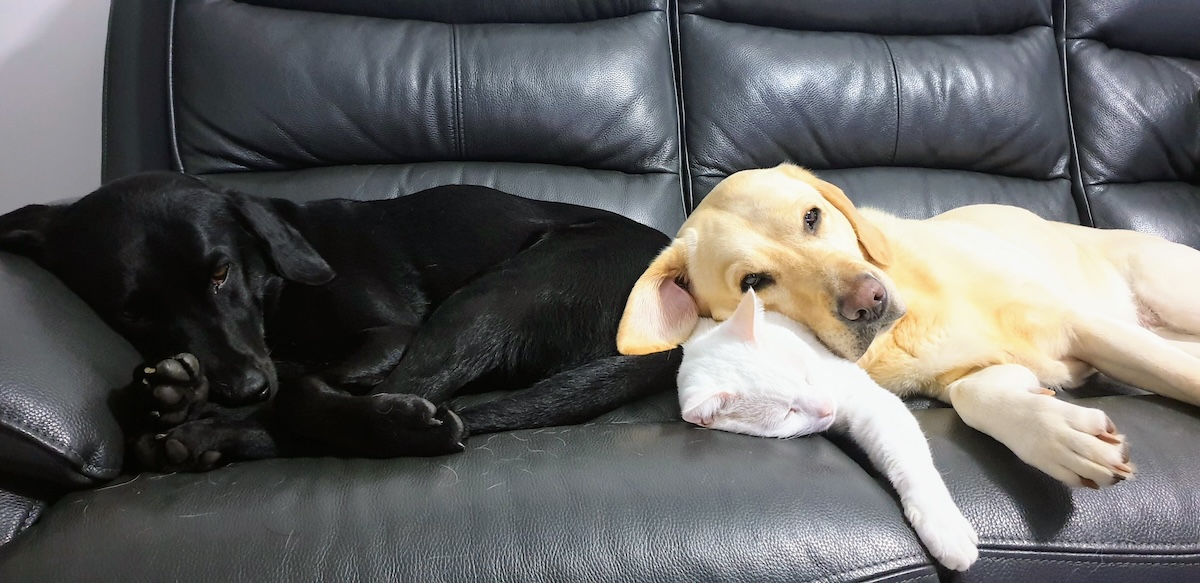 All Dogs Deserve a Comfortable Retirement: Pain Relief for Older Dogs