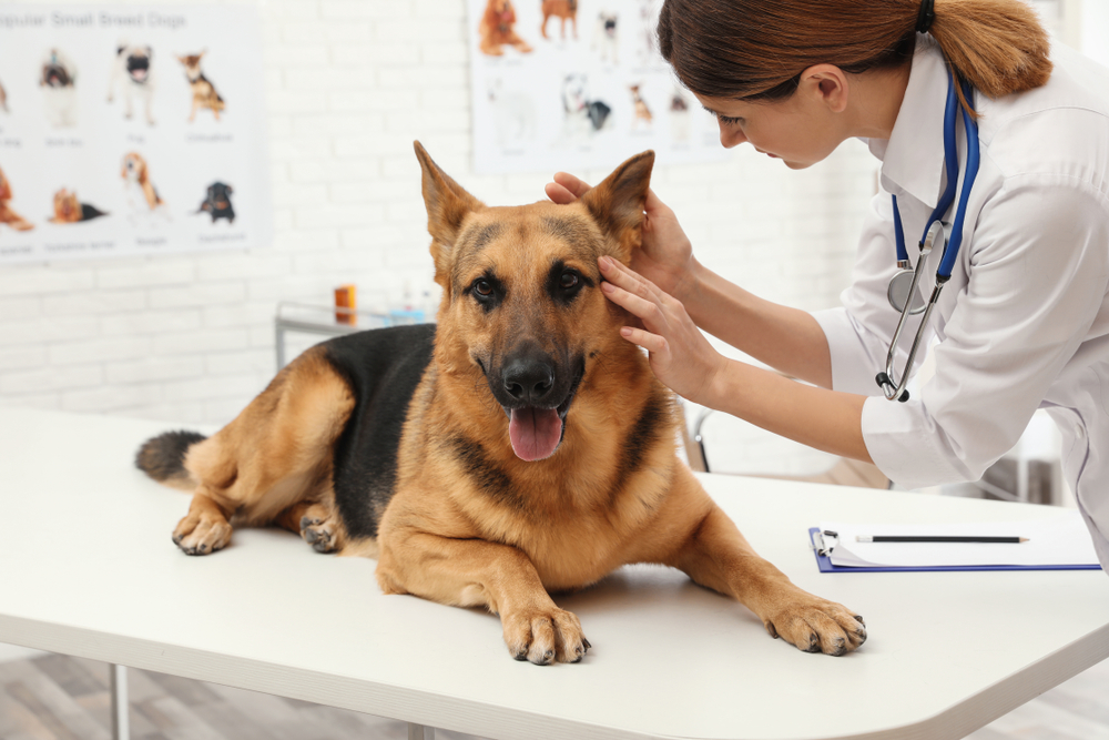 Vet checking Golden Shepherd ears in clinic