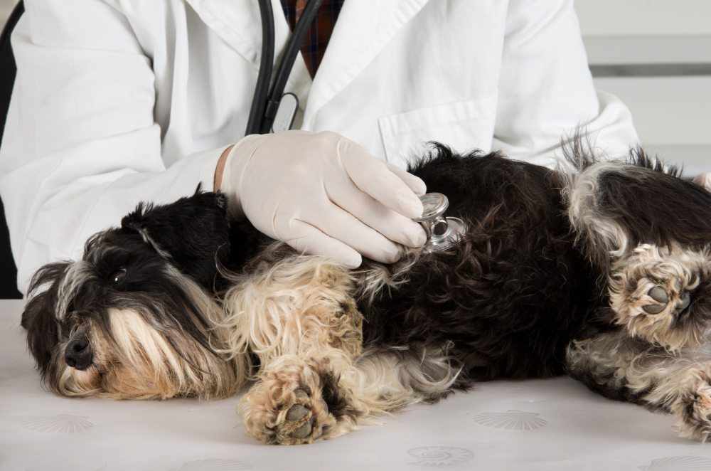 Congestive Heart Failure in Dogs: Our Vet Explains Signs, Causes & Care