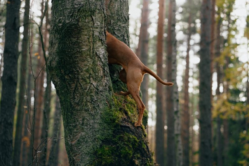 Vizsla Dog Climbing Tree