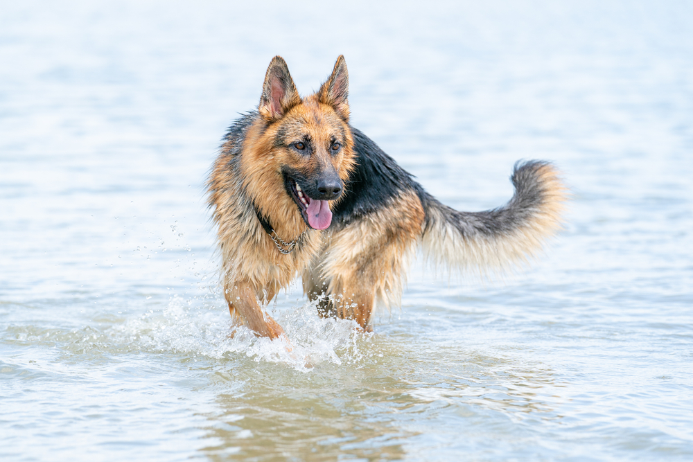 Common German Shepherd Health Issues to Be Aware Of (Vet Answer)