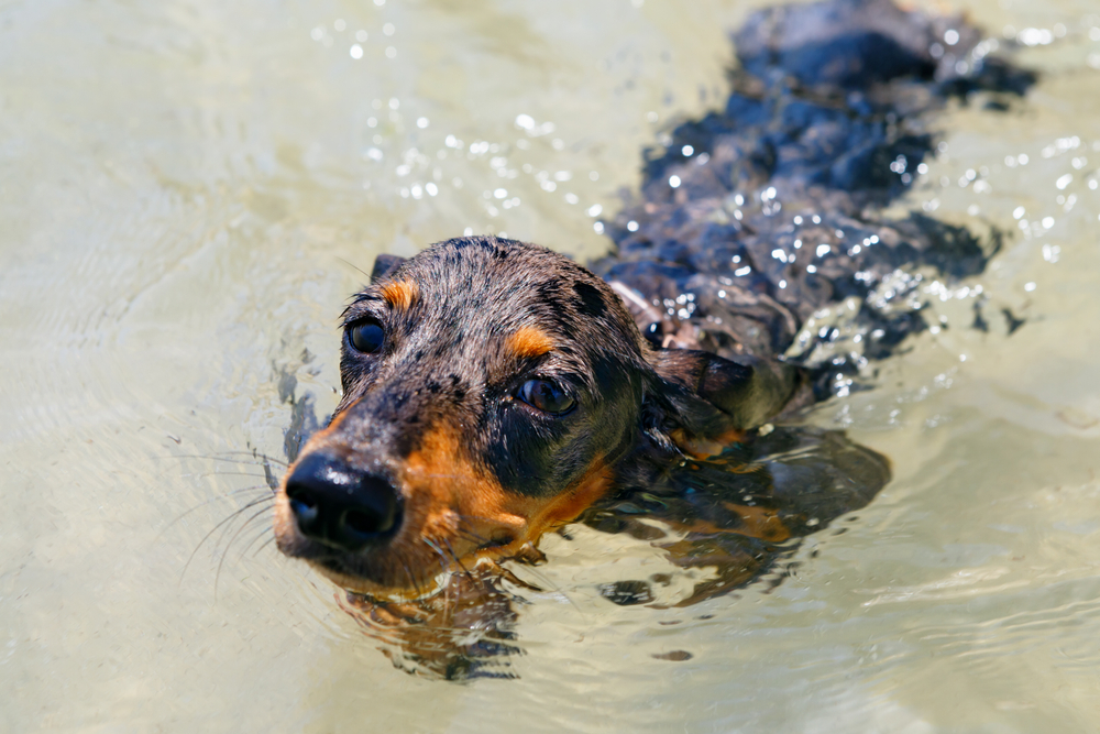 Can Dachshunds Swim? Vet-Verified Facts & Info