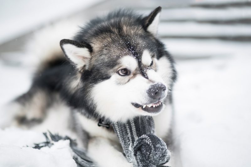 aggressive Malamute angry dog