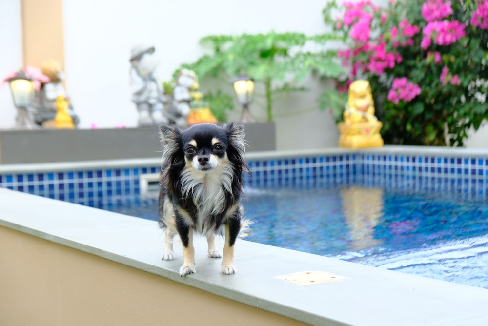 Can Chihuahuas Swim? Vet-Verified Facts & Info