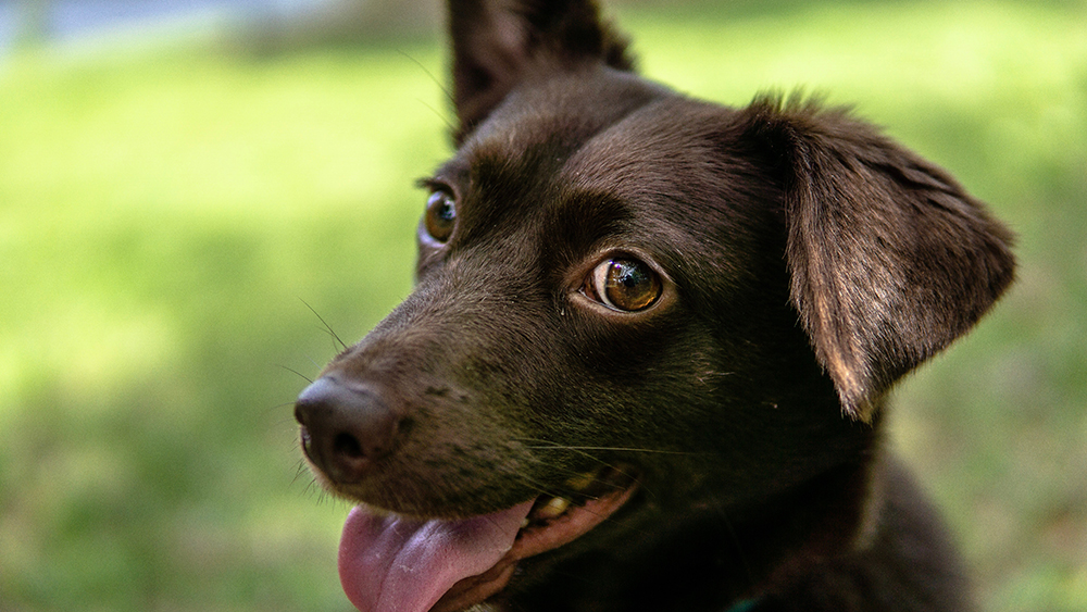 Do Mixed Breeds Live Longer Than Purebred Dogs? Vet-Verified Facts