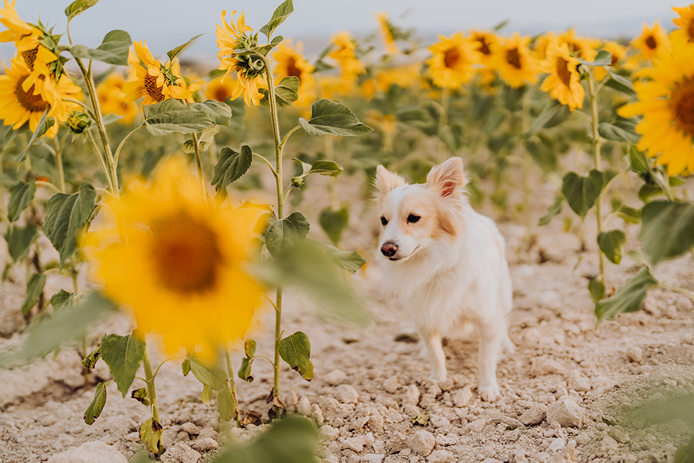 Corgidor Mixed Dog Breed: Info, Pictures, Care & More