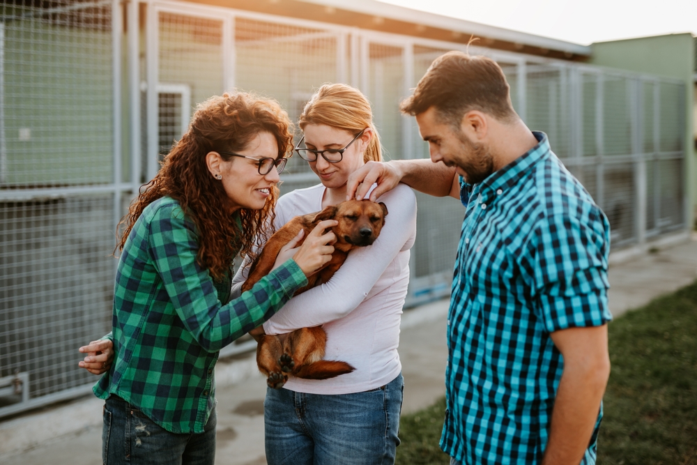 Adopt a Senior Dog Month: When Is It & How to Celebrate (Vet-Reviewed)