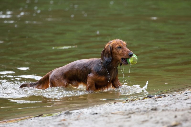 dachshund coming out of water with tennis ball