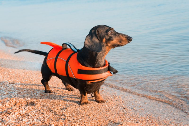 dachshund wearing a life jacket