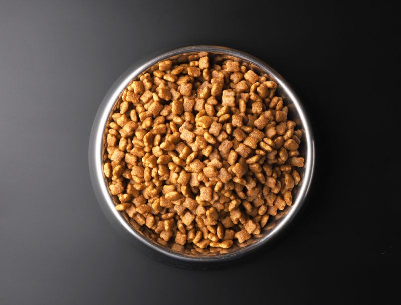 dog food in a silver bowl