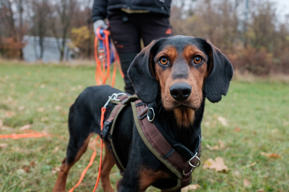 dog in a harness and long leash with owner in the park