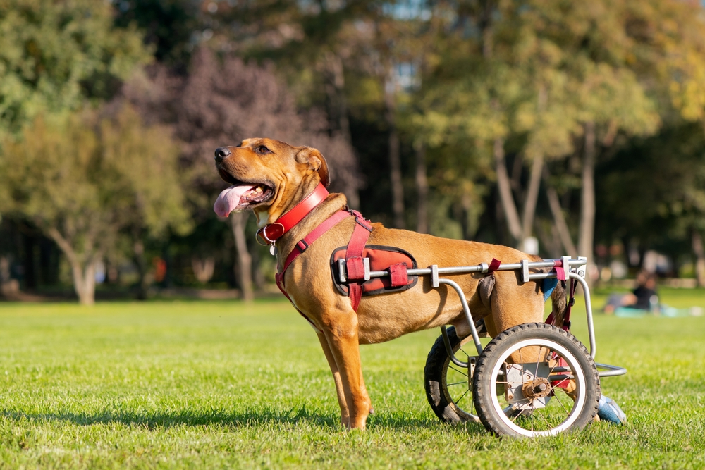 Dogs With Disabilities: Our Vet Explains Types & Gives Care Advice