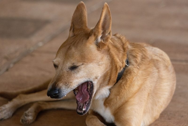 dog lying on the floor and gagging