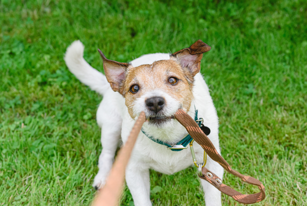 How to Stop Your Dog from Biting the Leash: 9 Vet-Verified Tips