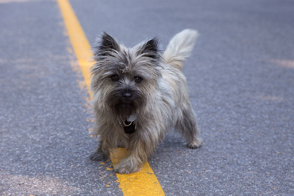 Wheaten Cairn Terrier Dog Breed: Info, Pictures, Care, & Facts
