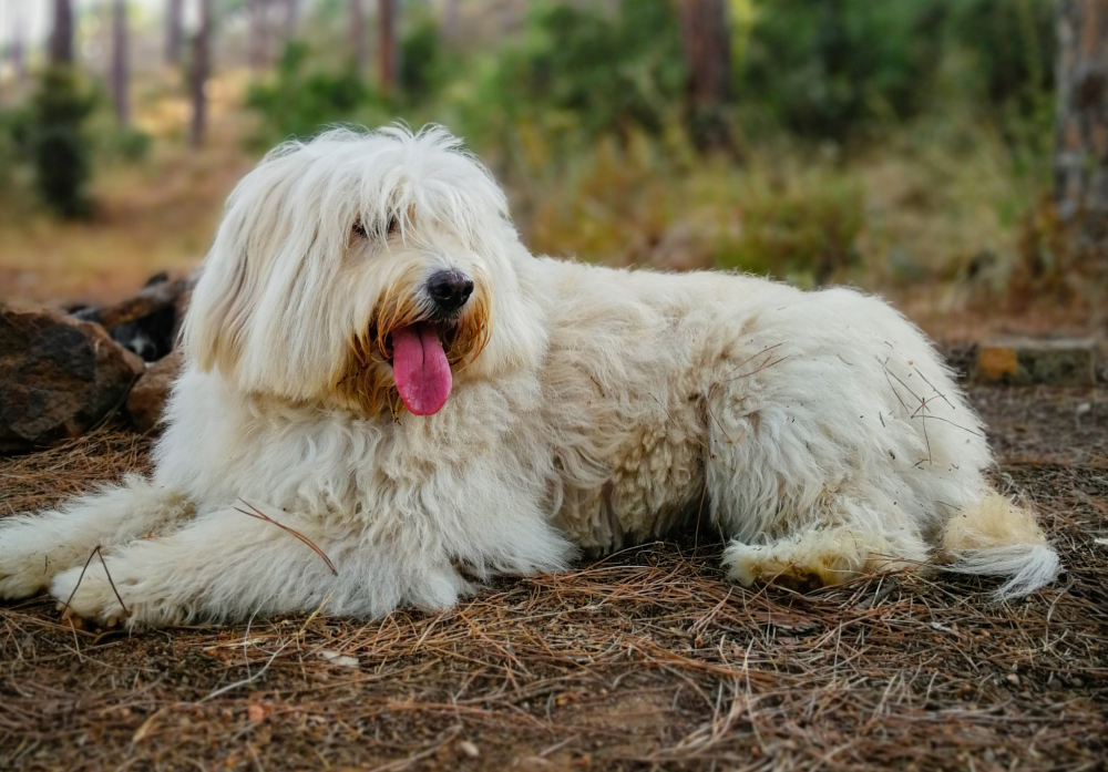 Barbado da Terceira Dog Breed: Info, Pictures, Care, & Facts