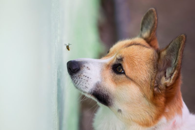 funny Corgi puppy tries to catch wasp