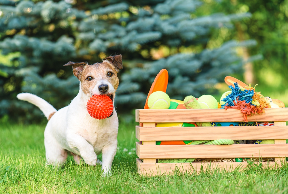 My Dog Swallowed a Squeaker: Our Vet Discusses Risks, Signs & Next Steps