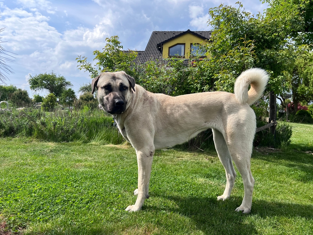 kangal dog standing in the garden