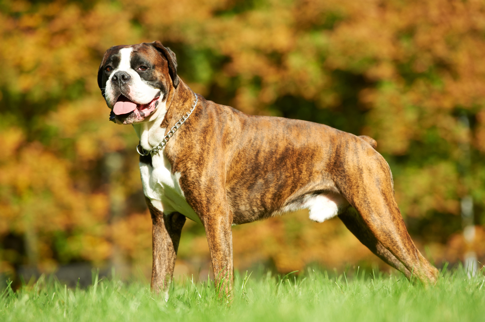 Are Boxers Aggressive? Vet-Verified Behavior Explained
