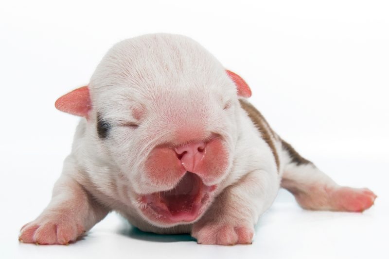 newborn puppy with cleft palate