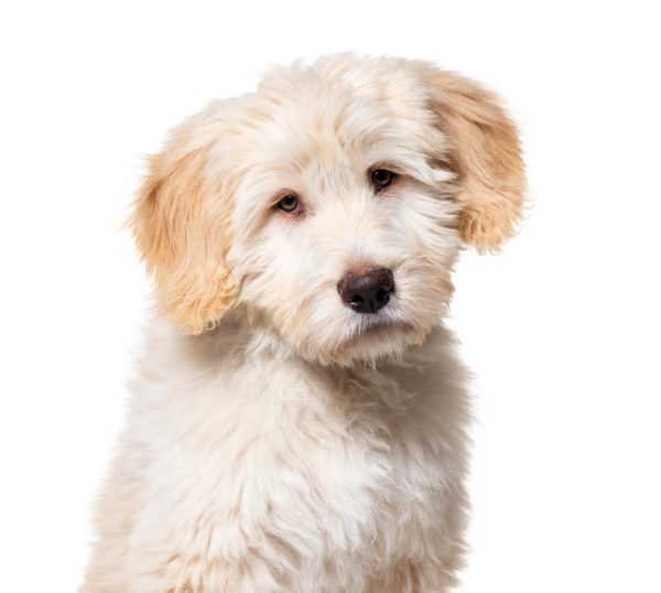portrait of a Puppy Barbado da Terceira