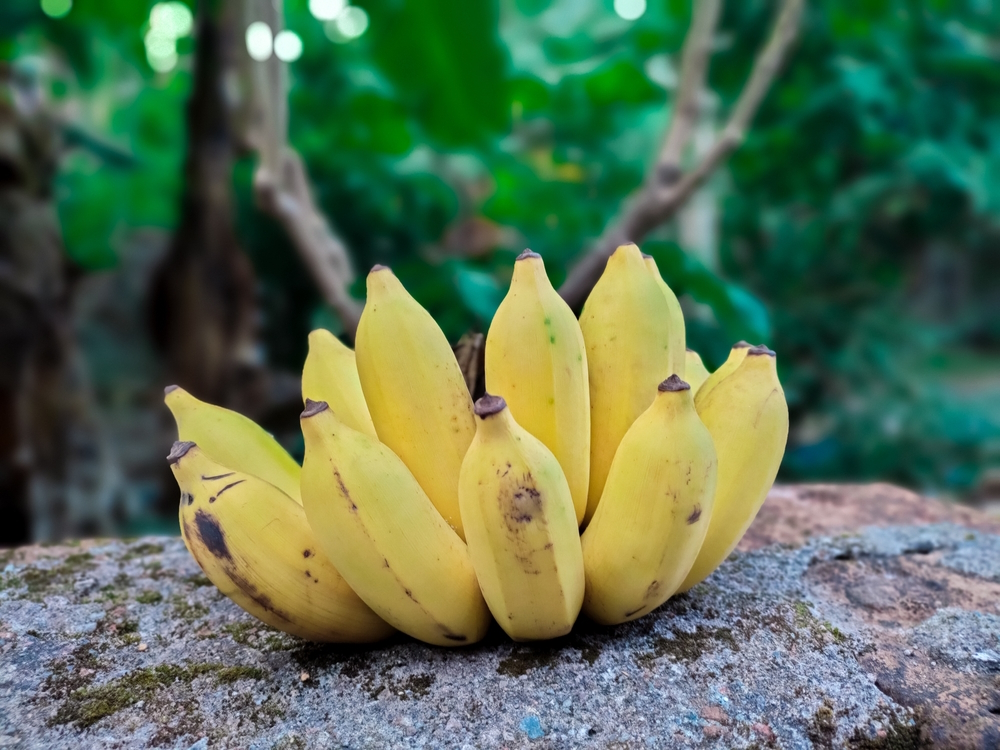 Can Dogs Eat Plantain? Vet-Approved Nutrition Facts & Info