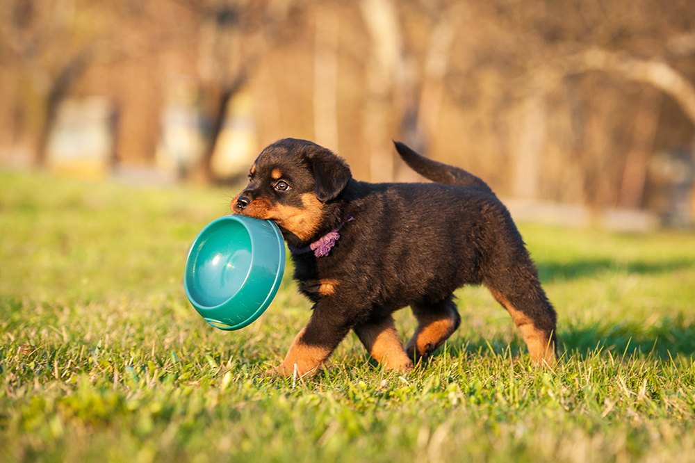 Rottweiler puppy holding bowl in his mouth