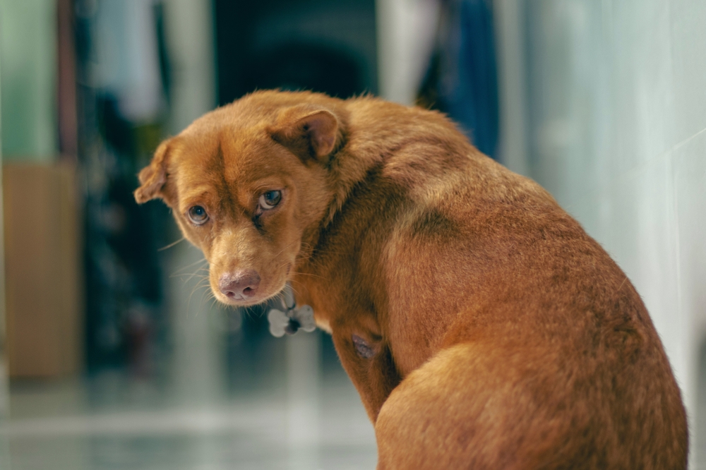 Someone Kicked My Dog: 5 Tips on What to Do Next