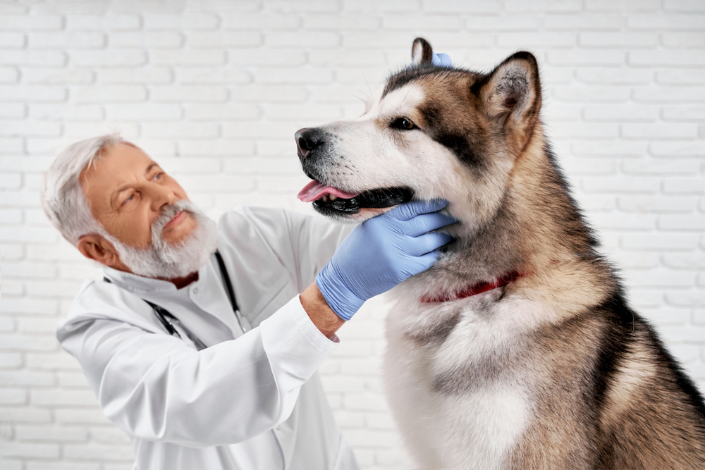 Dog Sedation vs. Anesthesia: Vet-Verified Facts & Explanation