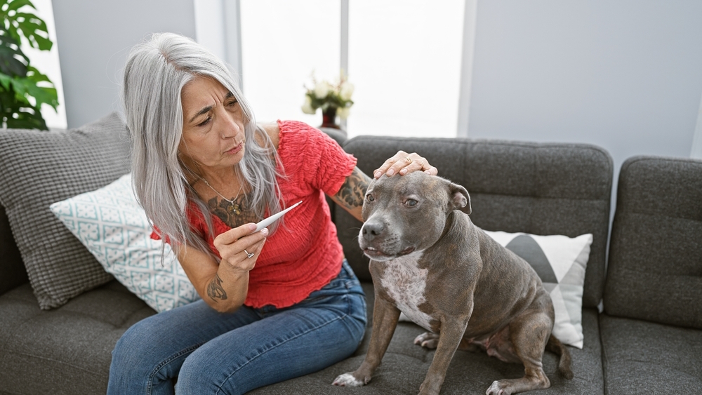 How to Comfort a Dog With a Fever: 3 Vet-Approved Tips