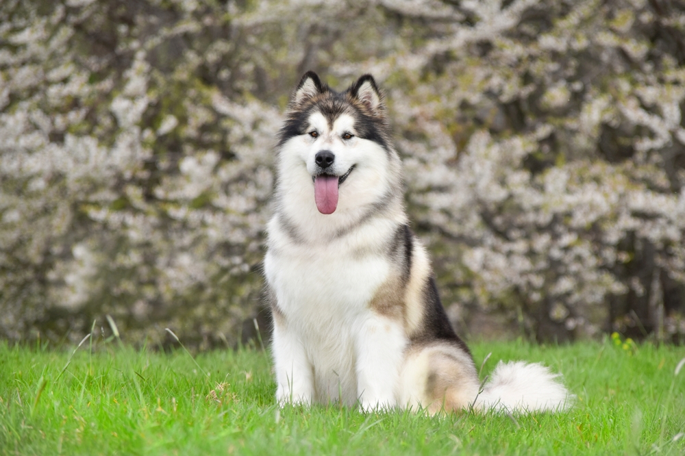 How Long Do Alaskan Malamutes Live: Average Lifespan, Data & Care (Vet-Approved)